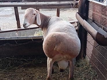 Продаю | Баран (самец) | Для разведения | Племенные