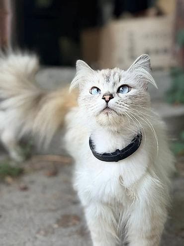 регдол кошка: Возьмите кошку - котят в добрые руки! Котятки с голубыми глазами и — 6