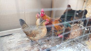 А/ч жаныбарлары үчүн тоюттар: Карлики японские бентамки для разведения, красивые и здоровые! на — 4