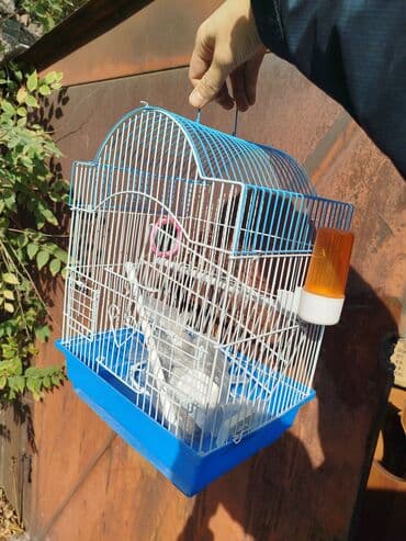 приют для бездомных животных бишкек: Чистая клетка + корм для птичек попугаев адрес район Цума — 1