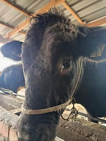 лошадь тай: Продаю | Бык (самец) | На откорм | Племенные — 4