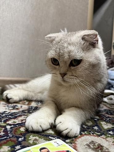 кошка рэгдолл: Скотиш Фолд (Шотландская вислоухая), 8 месяцев, Мальчик, Серебристая шиншилла — 3