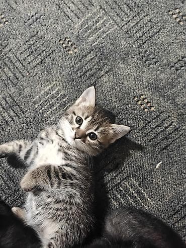 сиамскую кошку: Котята месячные. 1 мальчик и 2 девочки с короткими хвостами. игрывые и — 5