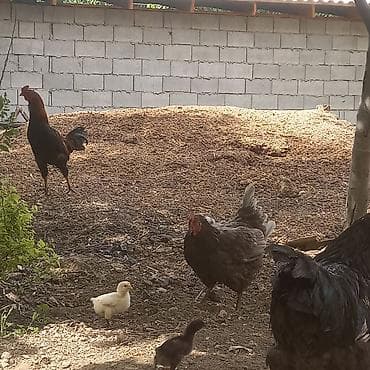 куры живые: Продаю | Куры | Домашняя | Несушки — 6