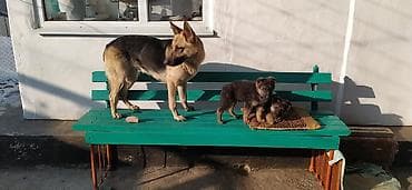 щенки немецкой овчарки в дар: Щенки немецкой овчарки отец на фоточистокровные 02.12.25г. скоро два — 6