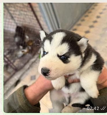 малинуа купить щенка: Продам Щенят хаски в наличии 1 мальчик голубоглазый и 2 девочки — 1