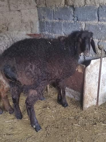 лекарство для животных: Продаю | Ягненок | Полукровка | На забой — 1