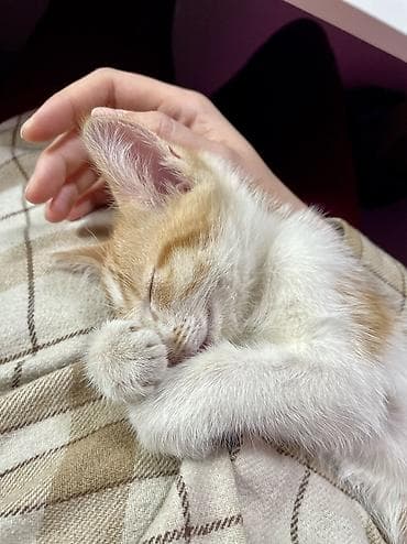 отдам даром в хорошие руки: Кошка даром: Беспородная, 1 месяц, Мальчик, Приучена к лотку — 8