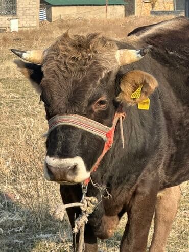 продаю породистых коров: Продаю | Бык (самец) | Для разведения | Осеменитель — 3