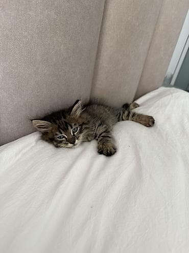 отдам даром вислоухого котенка: Кошка даром: Беспородная, Мальчик — 2