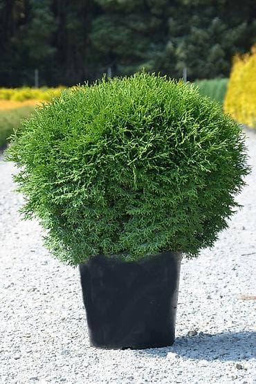 Декор для дома и сада: Саженцы деревьев: Туи — 1