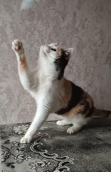 шотландский вислоухий кот: Я Ириска Нежная Девочка . Говорят трехцветные кошки приносят счастья — 4