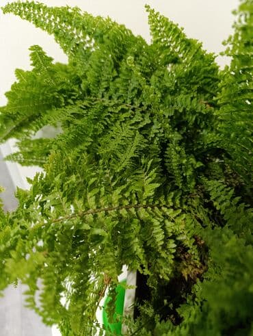 часы бишкек: Папоротник. взрослое,хорошо укоренённыое растение. вырос в домашних — 4