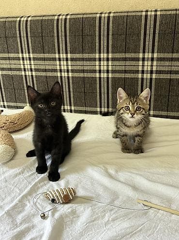 Кошки: Отдаю котят в добрые и ответственные руки 🐾 📍 г. Бишкек Котятам по 2 — 6