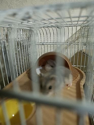 капкан для крысы: Продаю хомячков есть мальчики девочки парода Джунгарии месяц,6 шт — 2