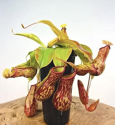 цветок мухоловка: Продаются венерины мухоловки больширотоя 900 Маленькая 800 А также — 2