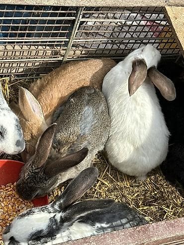 кролик купить декоративный: Продаю | Крольчата | Для разведения | Племенные — 2