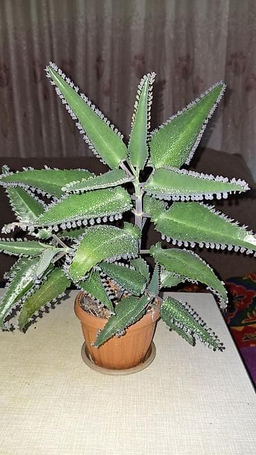 каланхоэ цена: Продаю лечебный каланхоэ Дегремона (Bryophyllum daigremontianum) 1 — 3