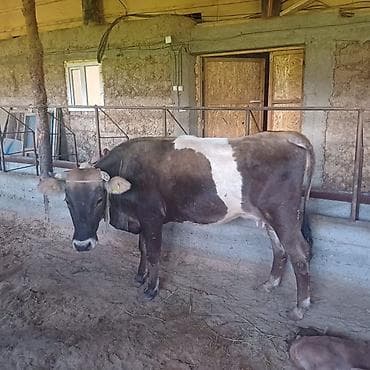 продаю крысу: Продаю | Корова (самка) | Для разведения, Для молока — 3