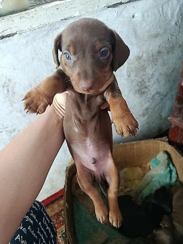 порода такса: Щенки таксы, гладкошерстные, стандарт/мини - Окрас: шоколад с — 1