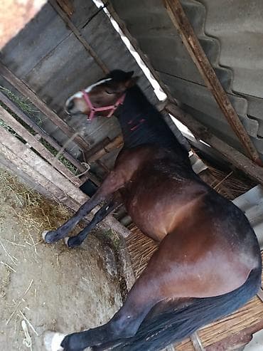 тяжеловоз лошадь купить: Продаю | Кобыла (самка) | Рабочий — 2