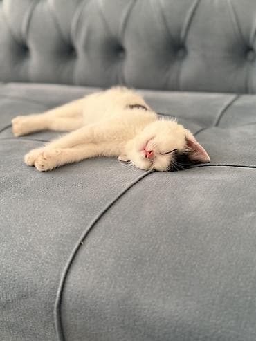 Отдам даром кошку: Кошка даром: Беспородная, 2 месяца, Девочка — 7