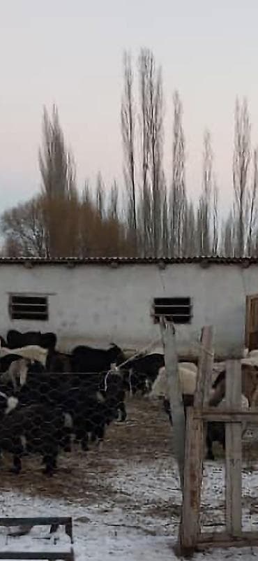 кекилик бишкек: Сатам | Эчки (ургаачы) | Битал | Сүт алуу үчүн — 2