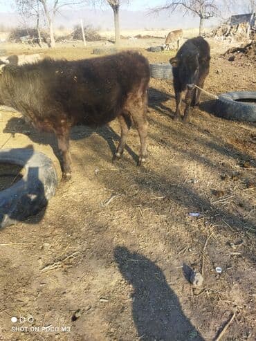 грызуны домашние: Продаю | Тёлка — 2