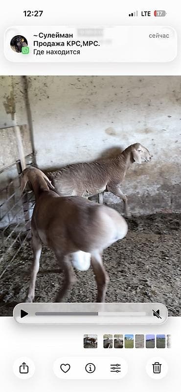 Продаю | Баран (самец) | Арашан