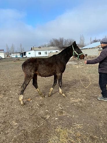 кара балта уй сатылат: Сатам | Тай | Аргын — 3