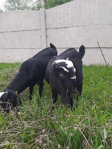 индийский бегунок купить: Продаю | Козлёнок | Нубийская | Для разведения — 1