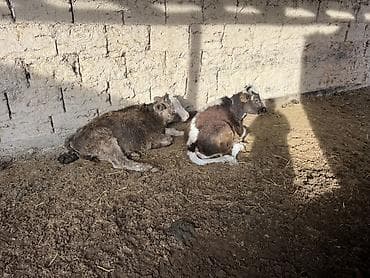 продаю рыбу: Продаю | Музоо, торпок | На откорм — 2