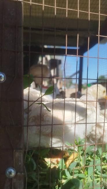 куры домашние цена: Баасы 200сом 1 айлыктар жумуртка эт багытында Алам дегендер келгиле — 5