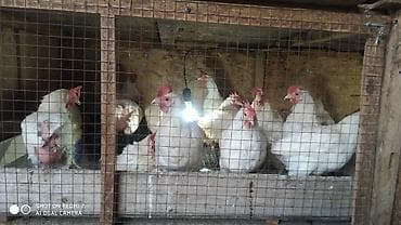 скупка курей: Продаю | Куры | Домашняя | Несушки — 7