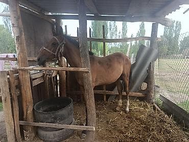 као мани: Продаю | Жеребенок | Полукровка | Для разведения — 3