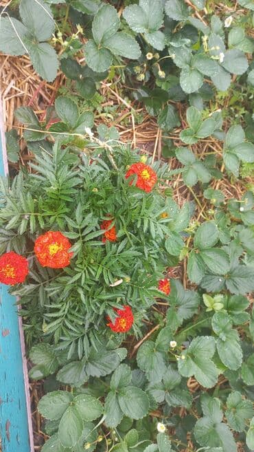 заправка газовых баллонов на дому бишкек: Рассада цветка: Хризантемы — 9