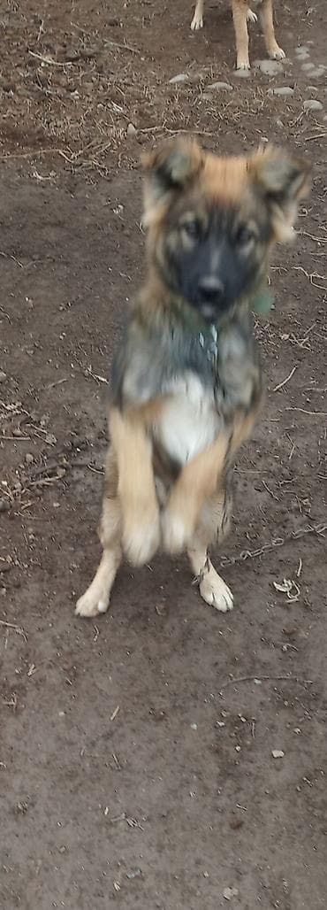 мал айдаган ит керек: Отдам даром щенят самцы Сокулук — 6