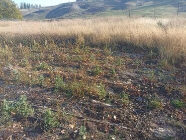 облепиха саженцы: Саженцы деревьев: Ели — 2