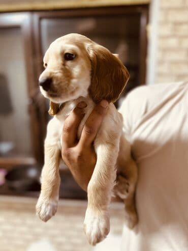 продажа собак чихуахуа: Кокер-спаниель, 2 месяца, Самец — 3