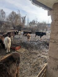сельскохозяйственные животные продажа: Продаю | Бык (самец) | На откорм — 12