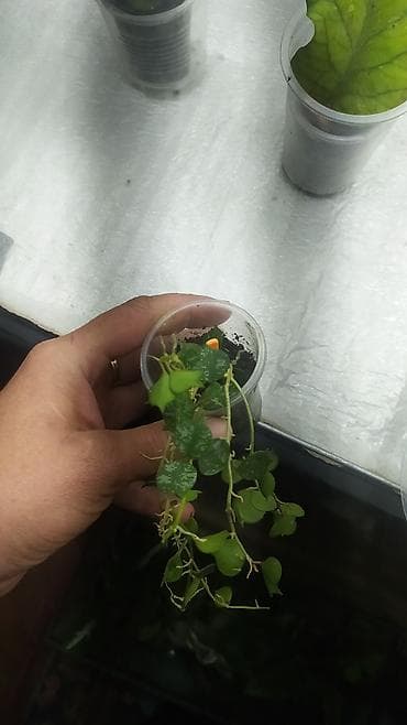 сом рыба: Продаю Хойя — 2