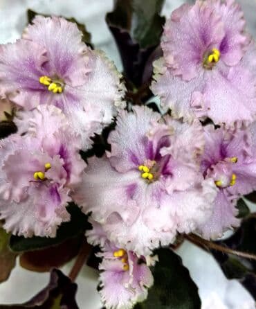 полив система: В продаже детки,пасынки сортовых мини и полумини фиалок 🌺🌿🌺 — 27