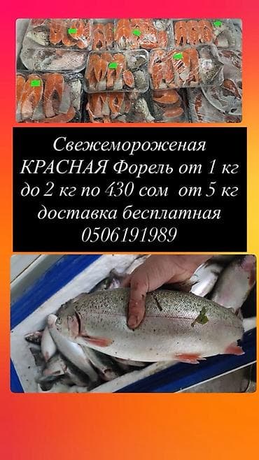 Свежемороженная красная форель. - Целая рыба и стейки, аккуратно
