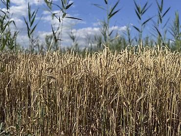 килограмм пшеницы цена: Арпа сатылат, сорт космос, уруктука биринчи репродукция, сугарылган — 2