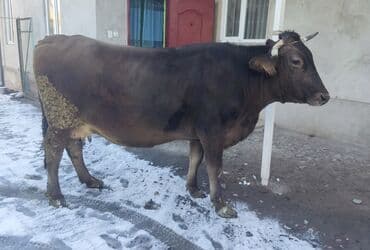 бычок бык: Продаю | Корова (самка) | Швицкая | Для разведения, Для молока — 2