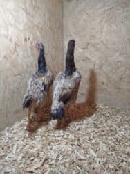 оборудование для кур: Продаю | Куры — 8