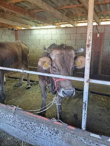 мышык фото: Сатам | Уй (ургаачы) | Швиц | Сүт алуу үчүн | Байланган — 2