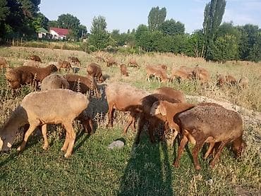 собаки бишкек купить: Продаю | Овца (самка) | Для разведения | Племенные — 3