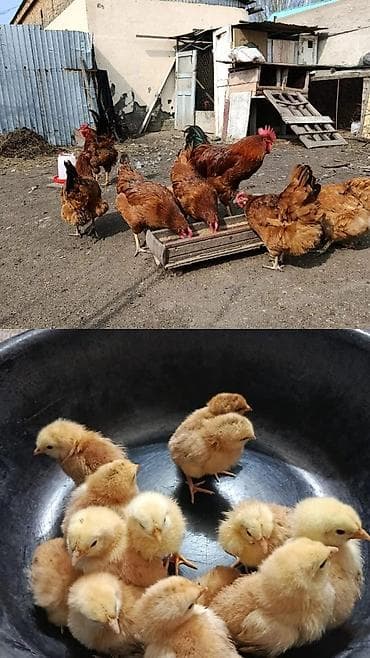 Продаю | Цыплята | Домашняя | Несушки at lalafo.kg Продаю | Цыплята | Домашняя | Несушки