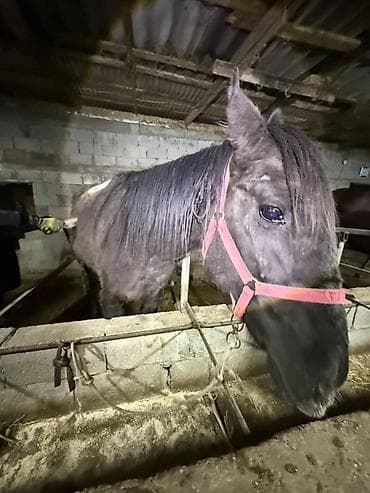 Продаю | Кобыла (самка) | Рабочий